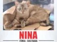 Nina