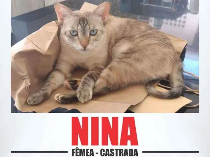 Gato ra a mestiça idade 5 anos nome Nina