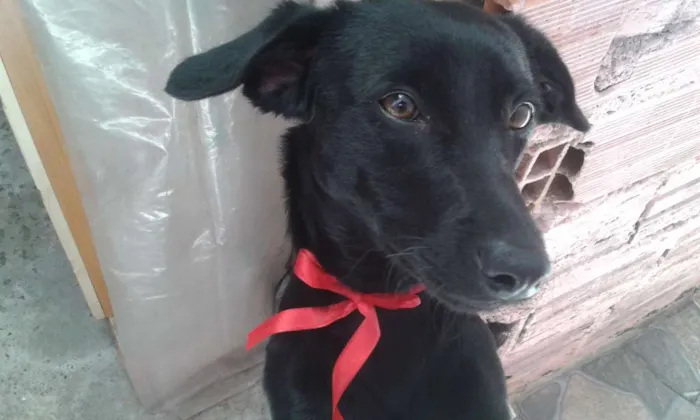Cachorro raça vira lata idade 7 a 11 meses nome luana