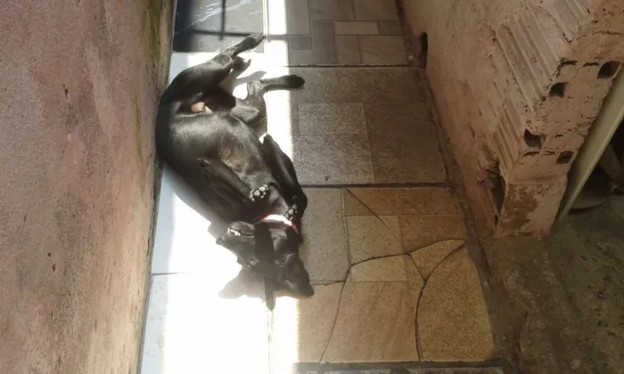 Cachorro raça vira lata idade 7 a 11 meses nome luana