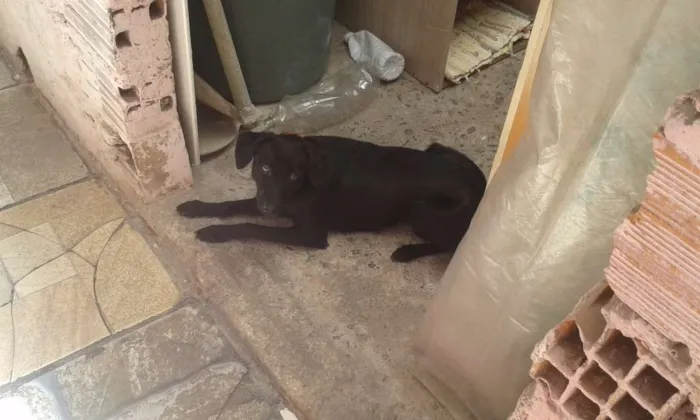 Cachorro raça vira lata idade 7 a 11 meses nome luana