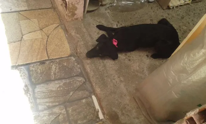Cachorro raça vira lata idade 7 a 11 meses nome luana