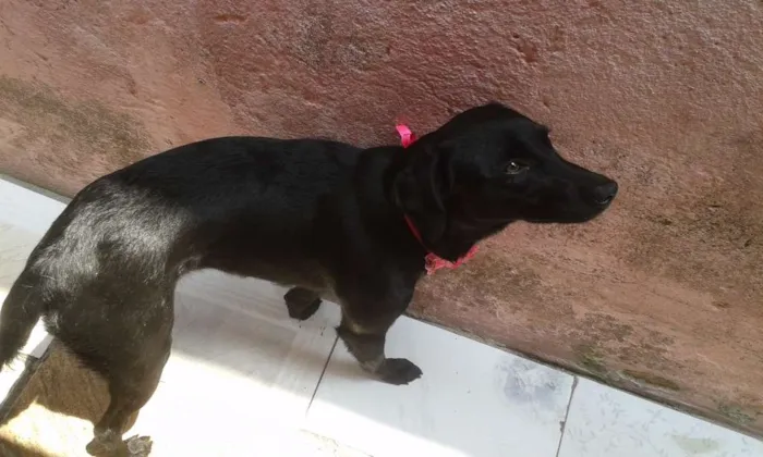 Cachorro raça vira lata idade 7 a 11 meses nome luana