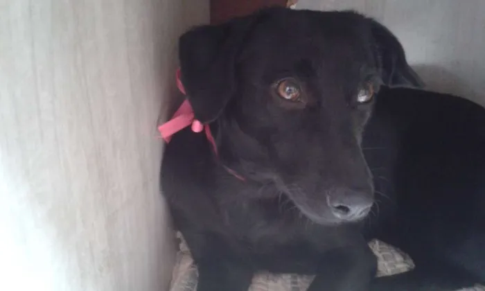 Cachorro raça vira lata idade 7 a 11 meses nome luana