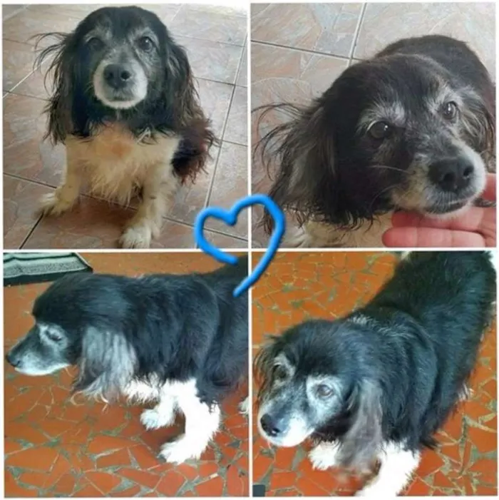 Cachorro ra a SRD idade 6 ou mais anos nome Zequinha