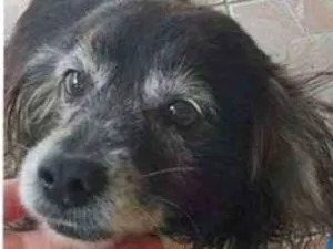 Cachorro raça SRD idade 6 ou mais anos nome Zequinha