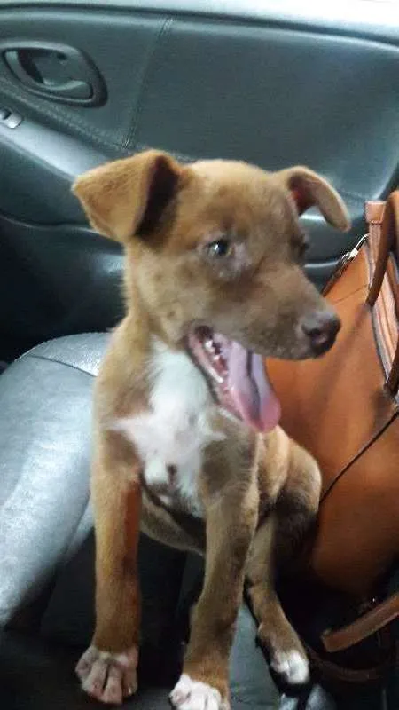 Cachorro ra a SRD idade 2 a 6 meses nome Sem nome