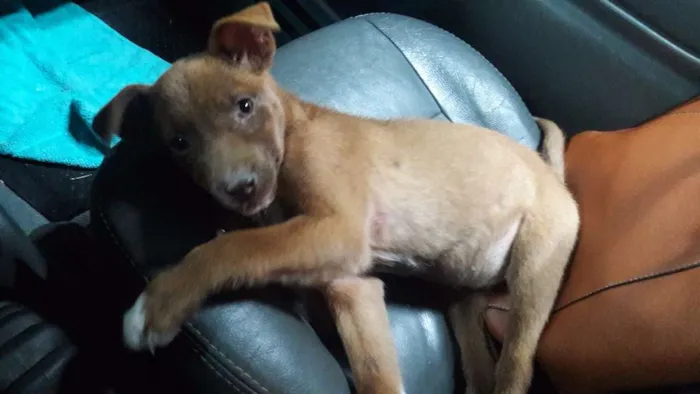 Cachorro ra a SRD idade 2 a 6 meses nome Sem nome