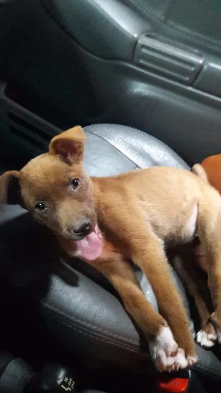 Cachorro ra a SRD idade 2 a 6 meses nome Sem nome