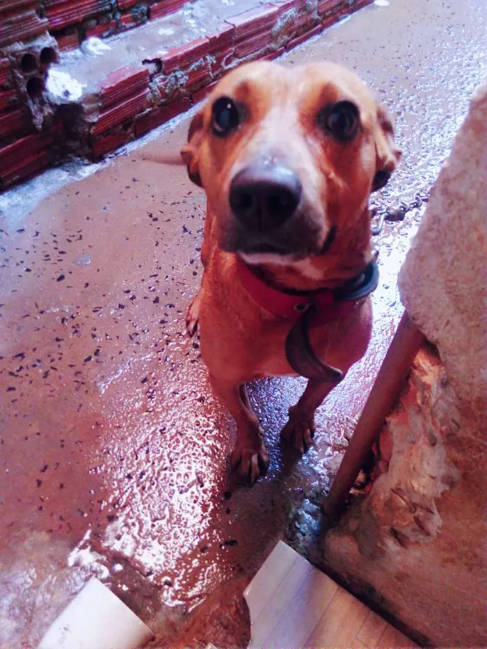 Cachorro ra a Vira lata idade 3 anos nome Bethoven