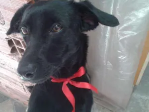 Cachorro raça vira lata idade 7 a 11 meses nome luana
