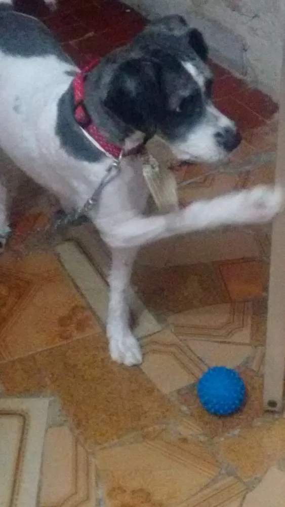 Cachorro ra a Podle idade 2 anos nome Thor
