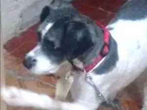 Cachorro raça Podle idade 2 anos nome Thor