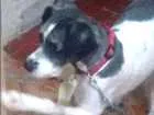 Cachorro raça Podle idade 2 anos nome Thor