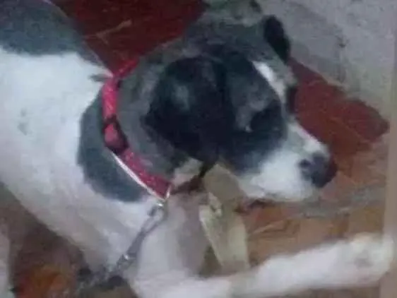 Cachorro ra a Podle idade 2 anos nome Thor
