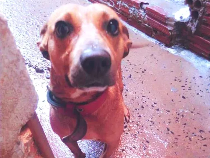Cachorro ra a Vira lata idade 3 anos nome Bethoven