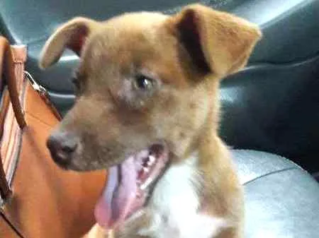Cachorro ra a SRD idade 2 a 6 meses nome Sem nome
