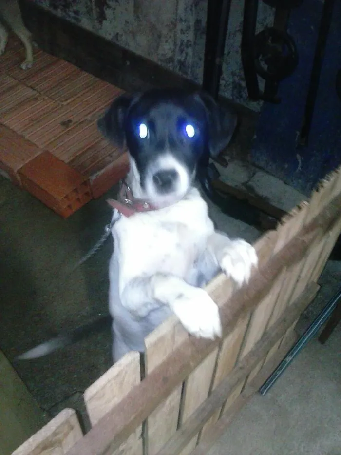 Cachorro ra a virala misturado idade 2 a 6 meses nome mascara