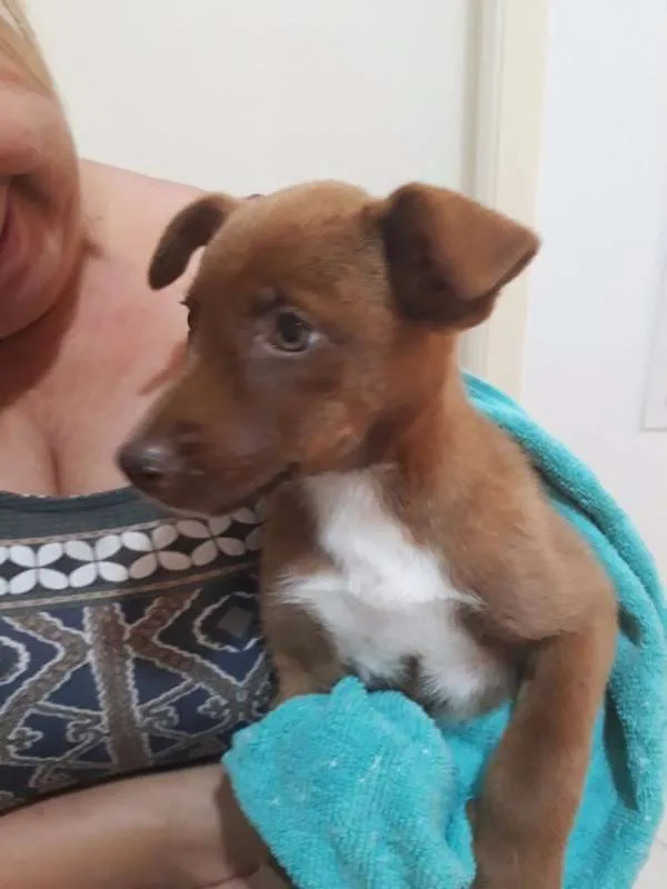 Cachorro ra a SRD idade 2 a 6 meses nome Sem nome