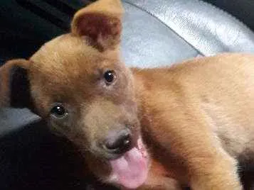Cachorro ra a SRD idade 2 a 6 meses nome Sem nome