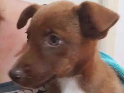Cachorro ra a SRD idade 2 a 6 meses nome Sem nome