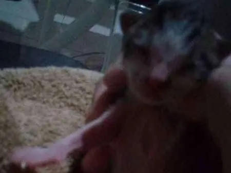 Gato raça Vira-Lata idade Abaixo de 2 meses nome Algodão