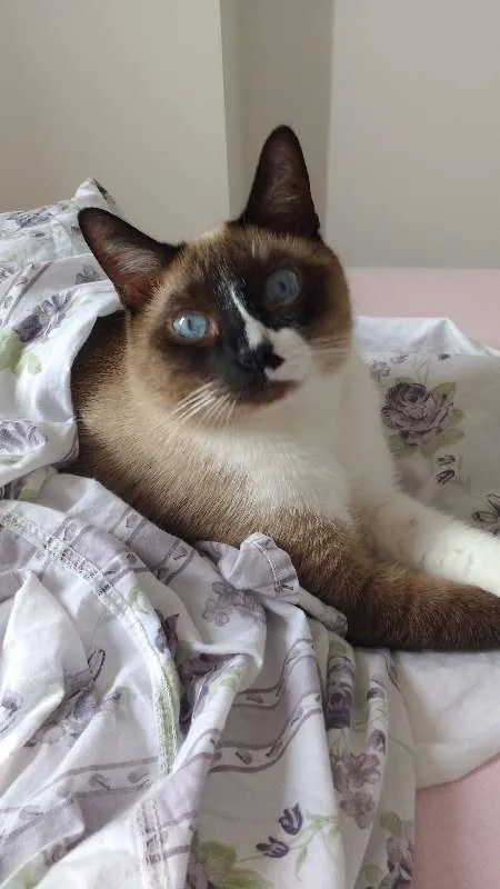Gato raça Sialata - viralata com siamês idade 5 anos nome Cappuccino