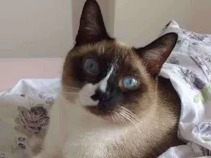 Gato raça Sialata - viralata com siamês idade 5 anos nome Cappuccino