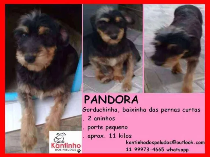 Cachorro ra a  idade 2 anos nome Pandora Pequena
