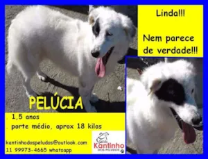 Cachorro raça  idade 1 ano nome Pelucia
