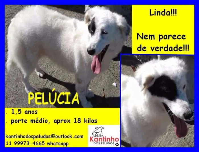 Cachorro ra a  idade 1 ano nome Pelucia
