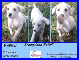 Cachorro raça  idade 2 a 6 meses nome Pepeu Bebezinho