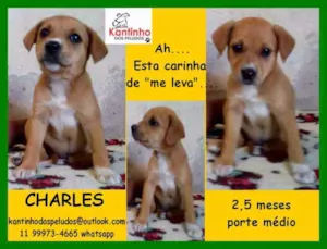 Cachorro raça  idade 2 a 6 meses nome Charles Bebezinho