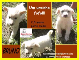 Cachorro raça  idade 2 a 6 meses nome Bruno Bebezinho