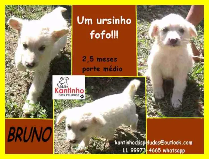 Cachorro ra a  idade 2 a 6 meses nome Bruno Bebezinho