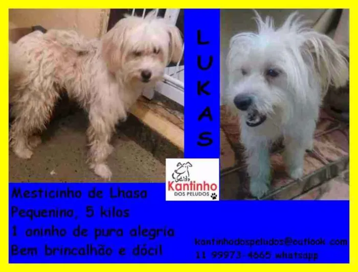 Cachorro ra a Lhasa Apso (Mestiço) idade 1 ano nome Lucas Pequenino