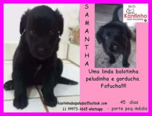 Cachorro raça  idade Abaixo de 2 meses nome Samantha Bebezinha