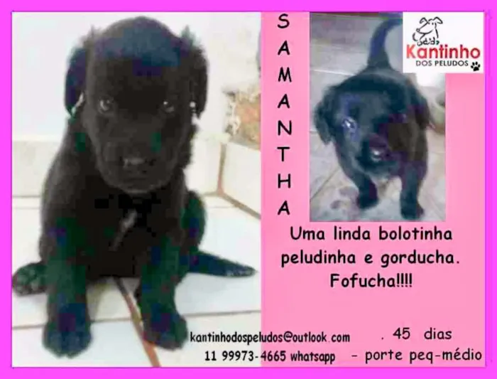 Cachorro ra a  idade Abaixo de 2 meses nome Samantha Bebezinha