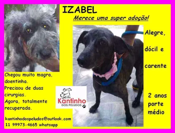 Cachorro ra a idade 2 anos nome Izabel