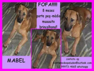 Cachorro raça  idade 7 a 11 meses nome Mabel Filhote