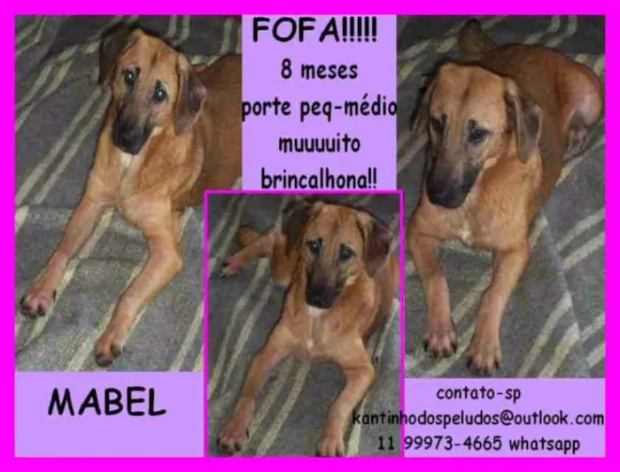 Cachorro ra a  idade 7 a 11 meses nome Mabel Filhote