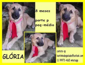 Cachorro raça  idade 7 a 11 meses nome Glória Filhote