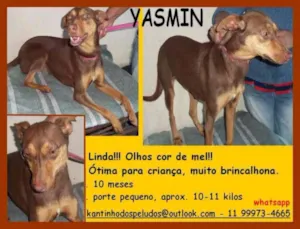 Cachorro raça  idade 7 a 11 meses nome Yasmin Filhote