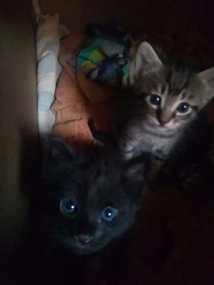 Gato ra a Vira lata idade Abaixo de 2 meses nome Pretinho