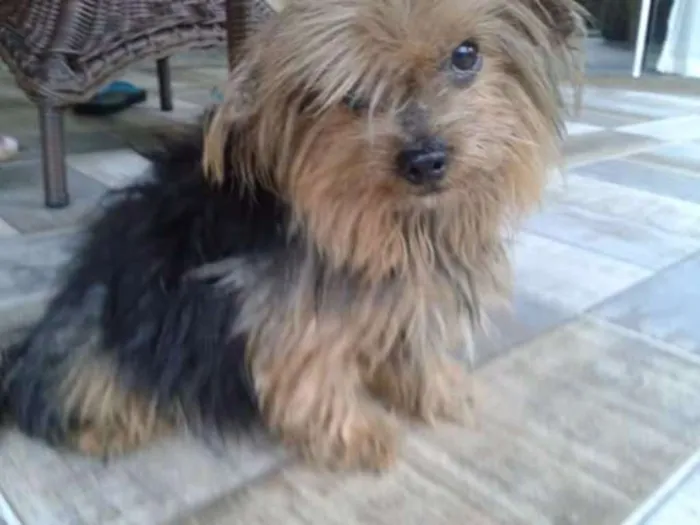 Cachorro raça Yorkshire idade 6 ou mais anos nome Bonie