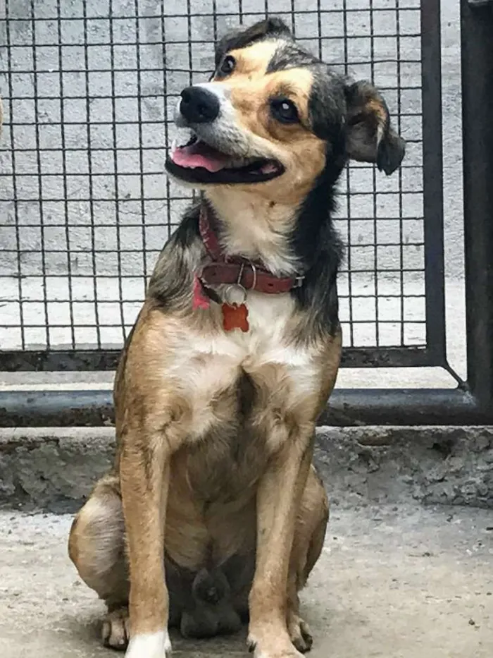 Cachorro ra a SRD idade 1 ano nome Patati 