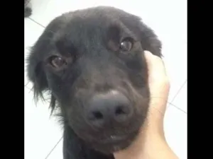 Cachorro raça SRD idade 1 ano nome Sofia