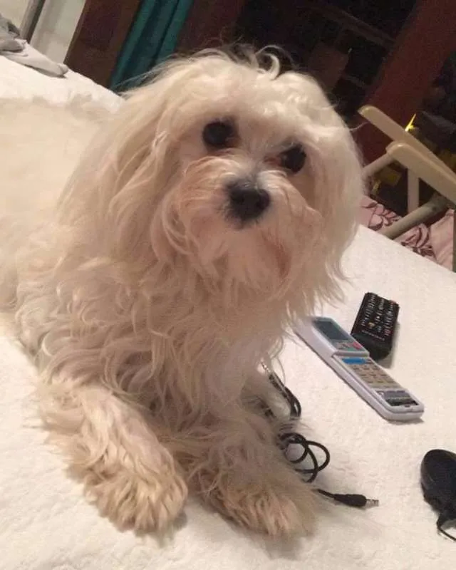 Cachorro ra a MALTES idade 1 ano nome THOR GRATIFICA