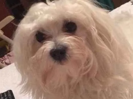 Cachorro ra a MALTES idade 1 ano nome THOR GRATIFICA