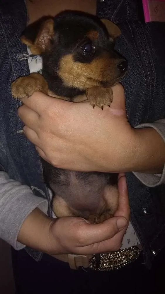 Cachorro ra a Srd idade 2 a 6 meses nome Nike